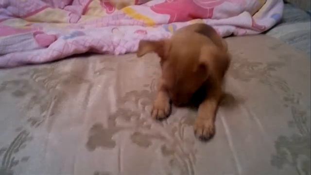 Щенок тойчика укладывается спать The toy-terrier puppy falls asleep смотреть онлайн