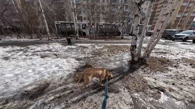 Снег подтаивает — Прогулка с Питбуль —Лишной смотреть онлайн