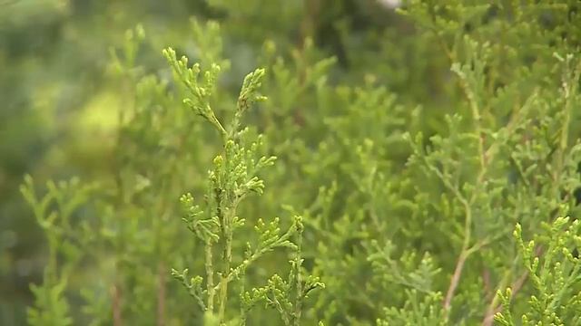 САД ОГОРОД ТУИ смотреть онлайн