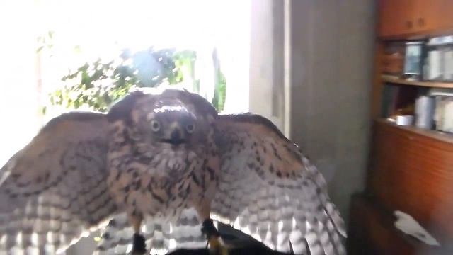 Ястреб Фунт