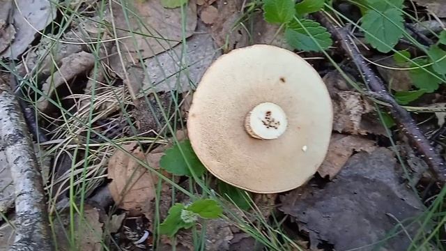 прогулка за грибочками смотреть онлайн