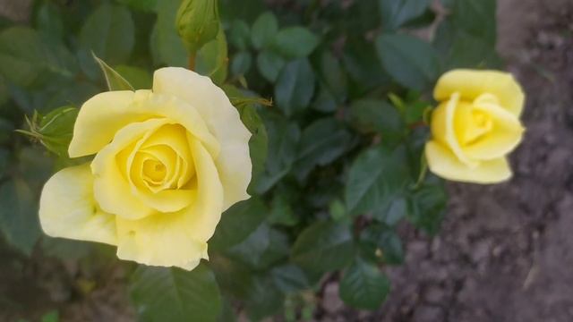 Роза Лимона (Limona rose) смотреть онлайн