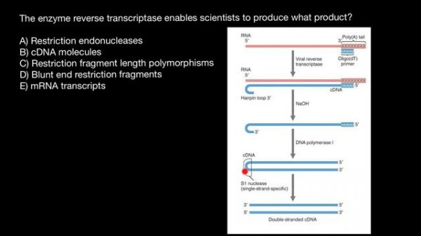 Role of Reverse transcriptase in Genetic Engineering
