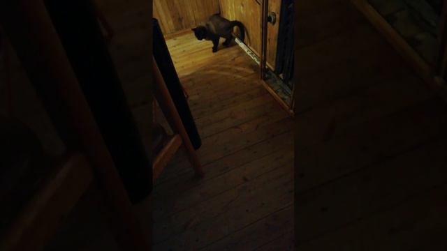 Домашние питомцы