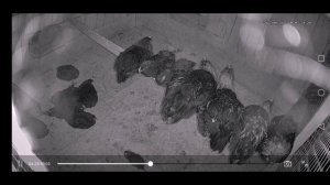 Крысиный волк, крысоед, крыса - канибал - 100% это он
