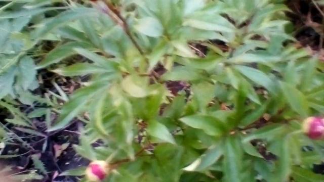 Пион махровый вишнёвый куст 3 года смотреть онлайн