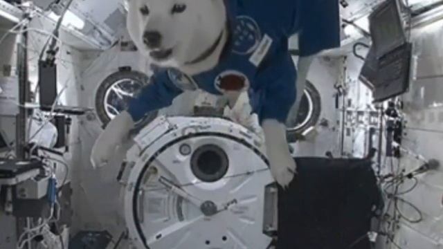 MAJOR DOG смотреть онлайн