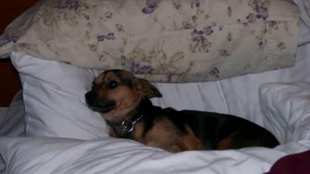 Bull Mastiff/PitBull Puppy & Chihuahua Mix смотреть онлайн