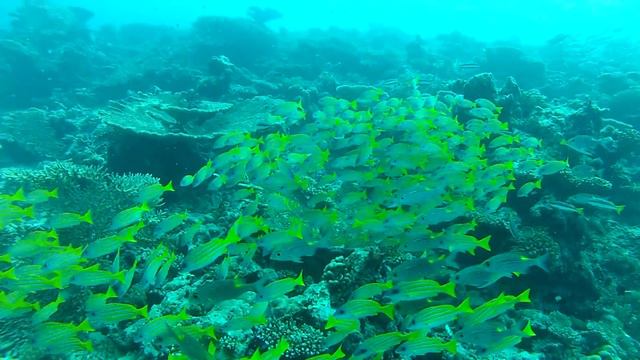BAA ATOLL, MALDIVES - SCUBA DIVING HOTSPOTS - reisen-lifestyle.ch смотреть онлайн