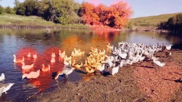 Отправляем гусят на пруд смотреть онлайн