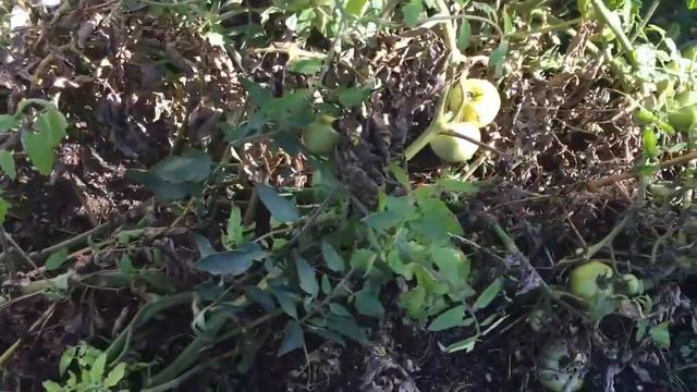 OCTOBER GARDEN TOUR - DAHLIAS, MUMS, ROSE, RAINBOW CONTAINER GARDEN, MULTICOLORED CARROTS. ZONE 5 ! смотреть онлайн