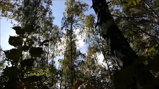 Осенний лес. Тихая охота. смотреть онлайн