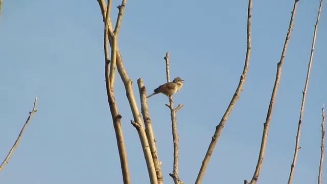 Славка серая смотреть онлайн