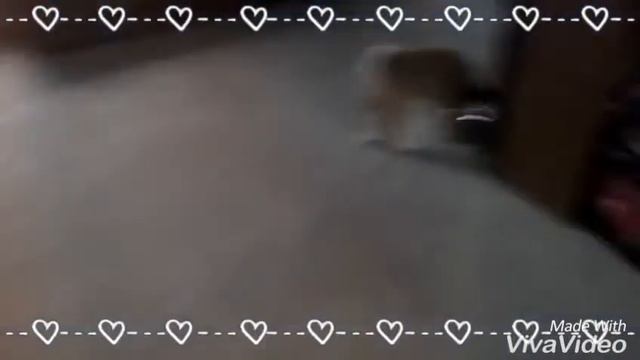 Купили щенка!!! Акита ину. смотреть онлайн