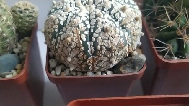 Подготовка к пересадке кактусов и суккулентов.15 января... смотреть онлайн
