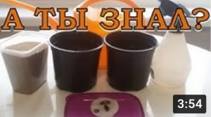 Выращиваем АРБУЗЫ через рассаду