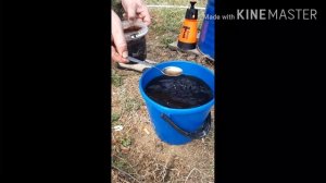 Фитоспорин-М,Весенняя обработка смородины