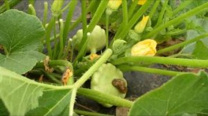 Патиссоны. Правила для отличного урожая