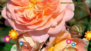 Роза кустовая Концерто 94. Краткий обзор, описание характеристик, где купить саженцы Concerto 94