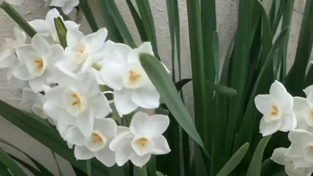 Paperwhite daffodils (narcissus tazetta)@ wandering sis mel смотреть онлайн