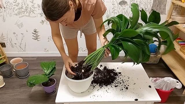 Большая пересадка комнатных растений//Озеленение квартиры с нуля смотреть онлайн