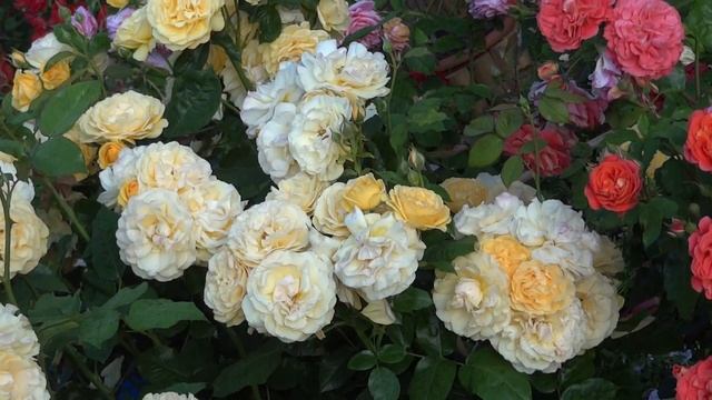 Rose Julia child смотреть онлайн