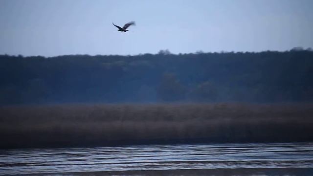 Орлан - белохвост ловит рыбу. смотреть онлайн