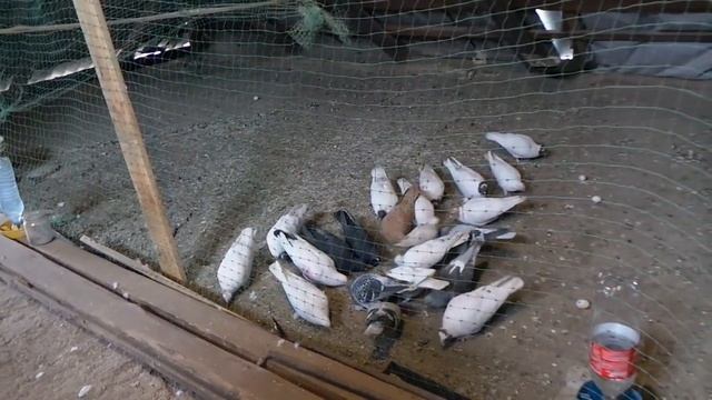 Где голуби 60х-90х годов смотреть онлайн