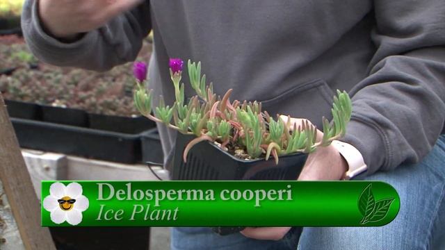 Sedum Chicks - GardenPalooza смотреть онлайн