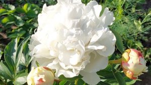 Пион  Красивый Незнакомец  от фирмы Поиск.  Приобрели под названием  Салмон Глори.  Июнь 2021 г.