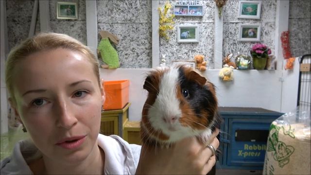 Мои морские свинки и их детки. Наша новая морская свинка. смотреть онлайн