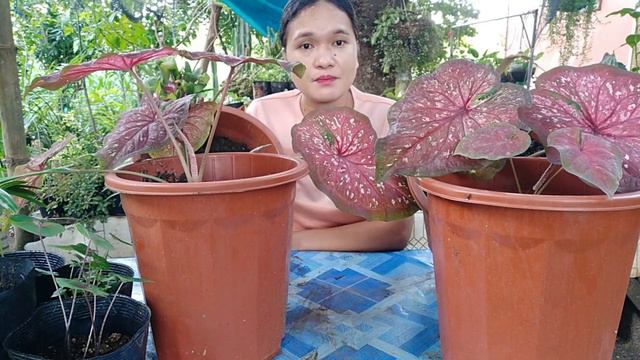 CALADIUM RED EMPEROR CARE TIPS смотреть онлайн