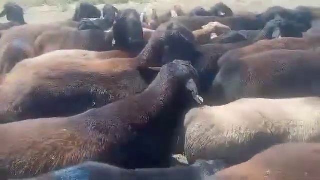 Гиссарские кочкары 150голов 1350тг(3,18$) за 1кг живого веса,для осеменения на выбор по 250000(588$ смотреть онлайн