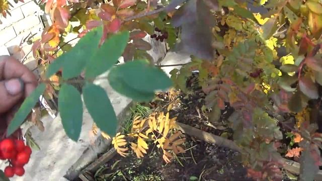 Гранатная рябина смотреть онлайн