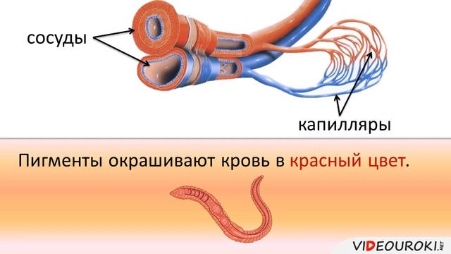 16 Тип Кольчатые черви Класс Малощетинковые черви смотреть онлайн