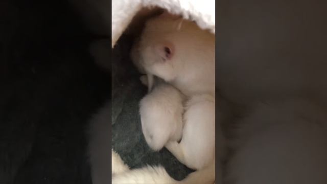 Белый шотландский котёнок смотреть онлайн