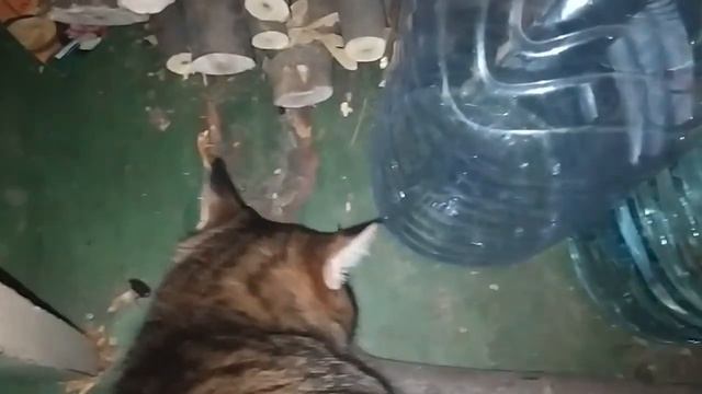 ВКУСНАЯ КАША ИЗ КУРИННЫХ ПУПКОВ. ВАША КОШКА ВАМ СКАЖЕТ СПАСИБО