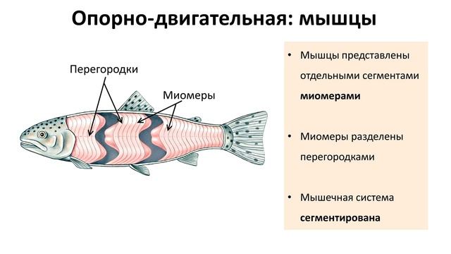 11.2 Рыбы часть I (7 класс) - биология, подготовка к ЕГЭ и ОГЭ 2019 смотреть онлайн