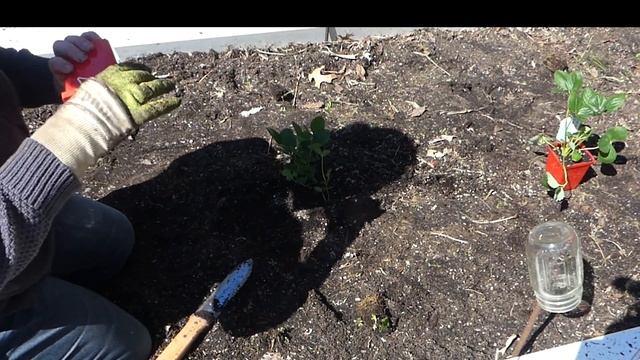 Planting Pineberries [white strawberries] смотреть онлайн