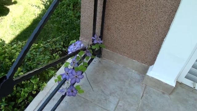 Clematis William Kennett 2 смотреть онлайн