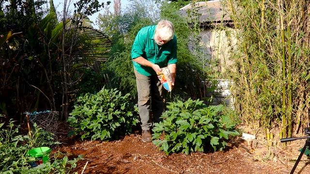 Growing Rosella For Making Jam. Hibiscus Sabdariffa