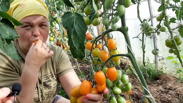 Томат Версаль F1!!! Мечта огородника... Партнёр рулит!!!