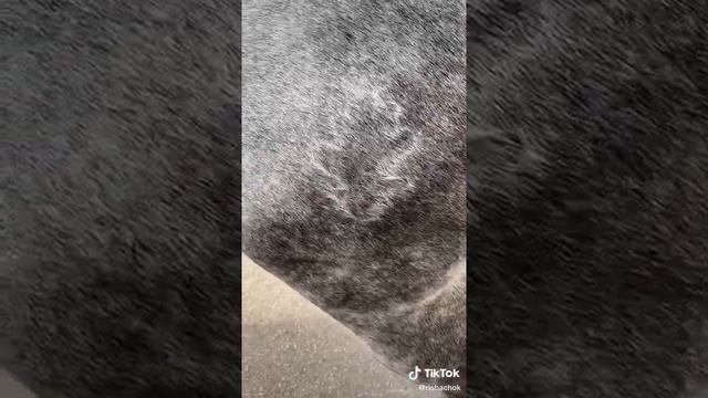 Липпицианская лошадь часть 1. смотреть онлайн