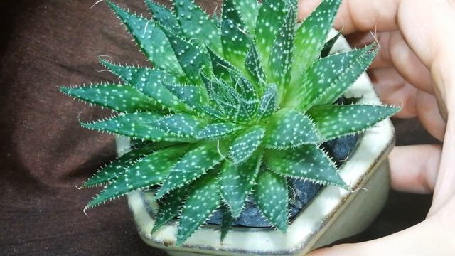 Aloe aristata -torch plant or lace aloe смотреть онлайн