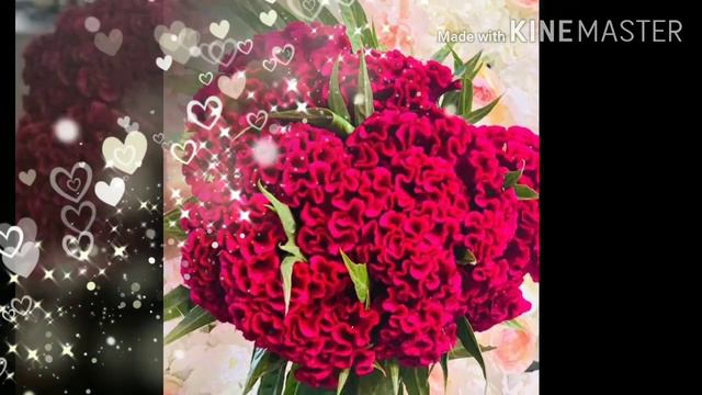 Full color Coxcomb flower images смотреть онлайн