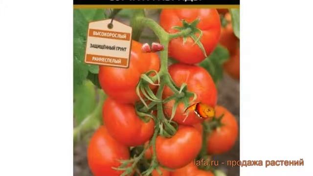 Томат обыкновенный Островок F1 (ostrovok F1) ? обзор: как сажать, семена томата Островок F1