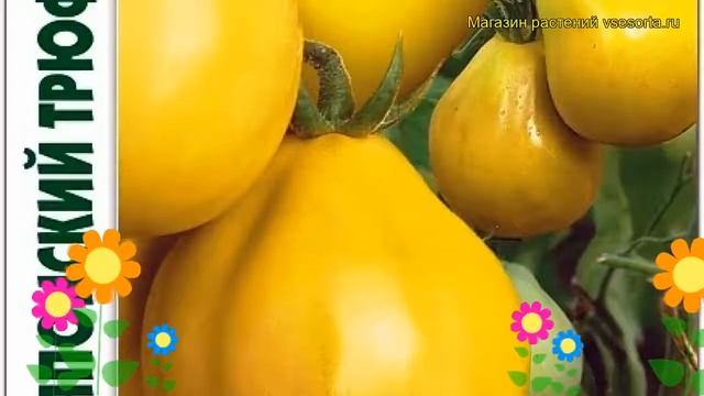Томат Японский трюфель золотой. Краткий обзор solanum lycopersicum Japonskij triufel zolotoj смотреть онлайн