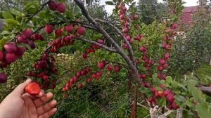 Алыча Колоновидная.Самоплодная, низкорослая. Обзор сорта.