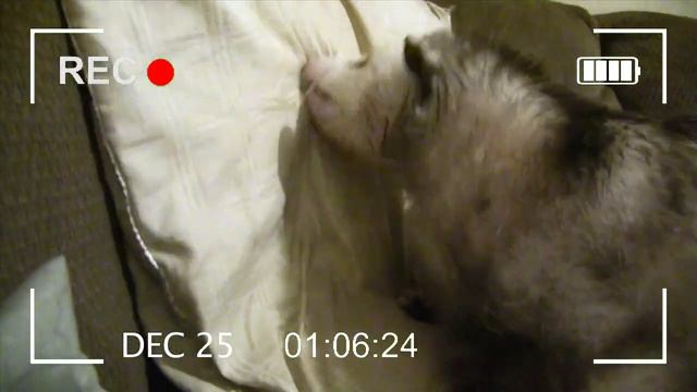 Opossum Christmas Song (short version) смотреть онлайн