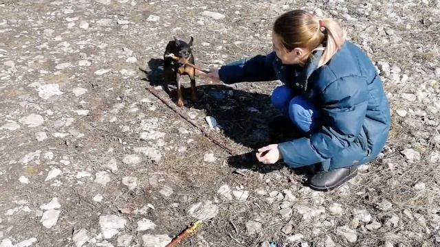 Цвергпинчер. Мёртвая хватка. смотреть онлайн